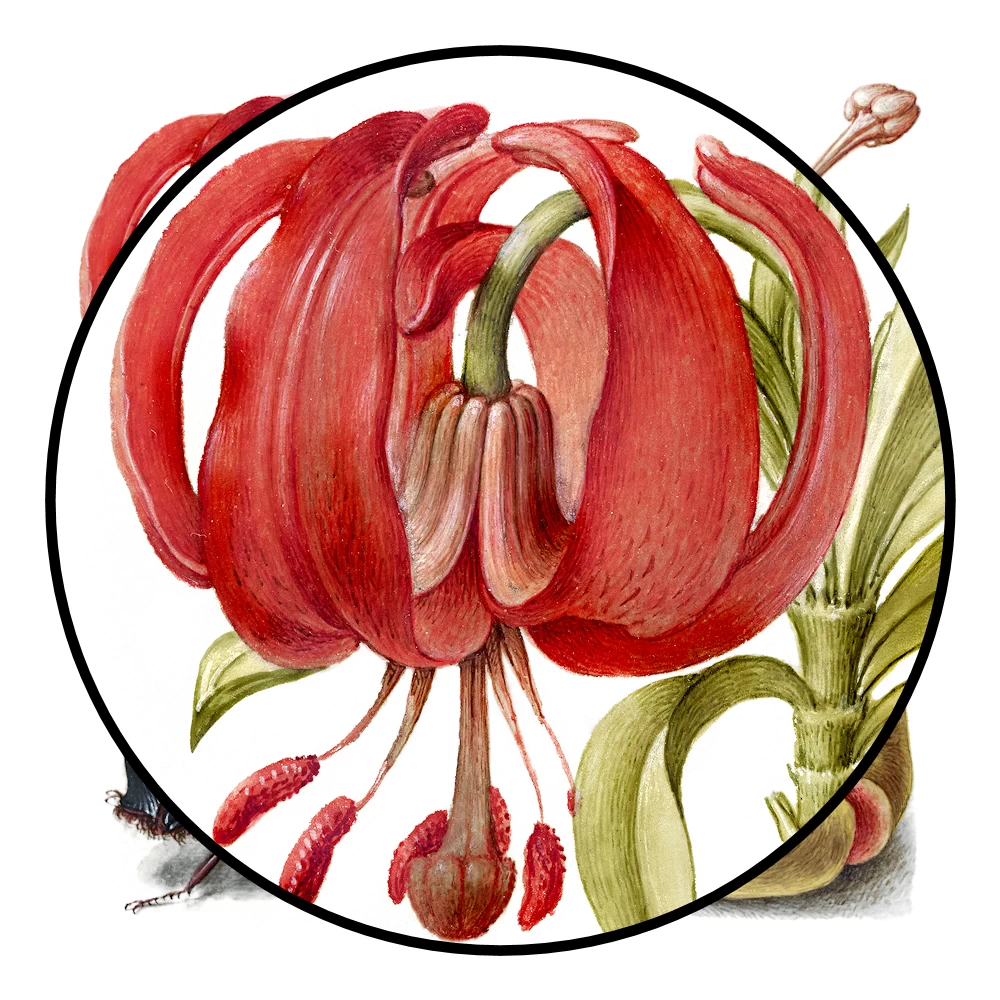 Scarlet Turk's Cap, Rhinoceros Beetle and Pomegranate Poster