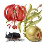 Scarlet Turk's Cap, Rhinoceros Beetle and Pomegranate Poster