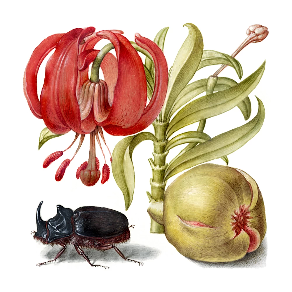 Scarlet Turk's Cap, Rhinoceros Beetle and Pomegranate Poster