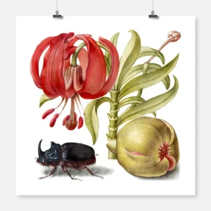 Scarlet Turk's Cap, Rhinoceros Beetle and Pomegranate Poster