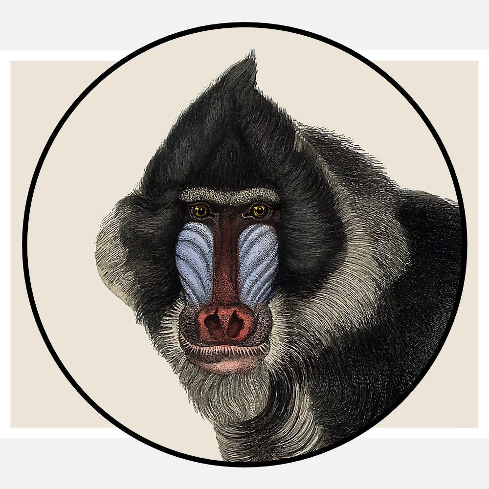 Simia Mormon or Tufted Ape Poster
