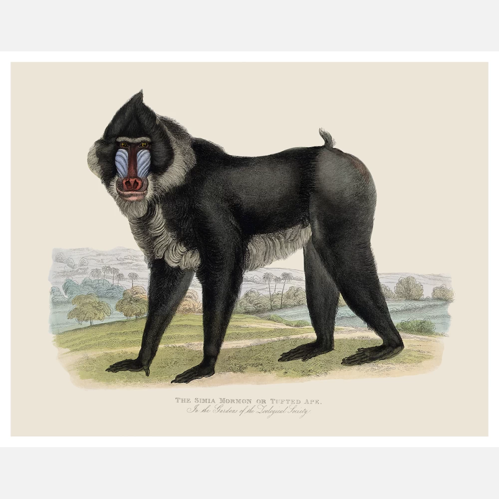 Simia Mormon or Tufted Ape Poster