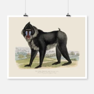 Simia Mormon or Tufted Ape Poster