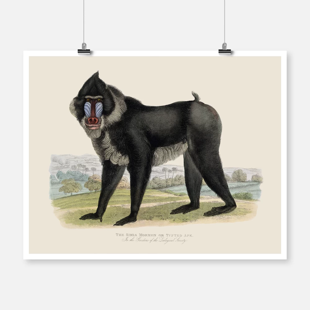 Simia Mormon or Tufted Ape Poster