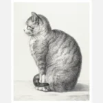 Sitting Cat Poster