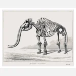 Skeleton of a Mastodon Poster