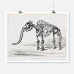 Skeleton of a Mastodon Poster