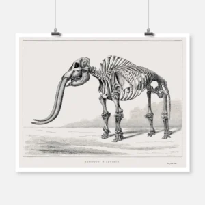 Skeleton of a Mastodon Poster