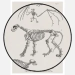 Skeletons of a Seal a Bat a Lion a Coatimundi and a Lotong Monkey Poster