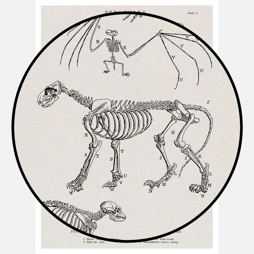 Skeletons of a Seal a Bat a Lion a Coatimundi and a Lotong Monkey Poster