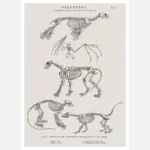 Skeletons of a Seal a Bat a Lion a Coatimundi and a Lotong Monkey Poster