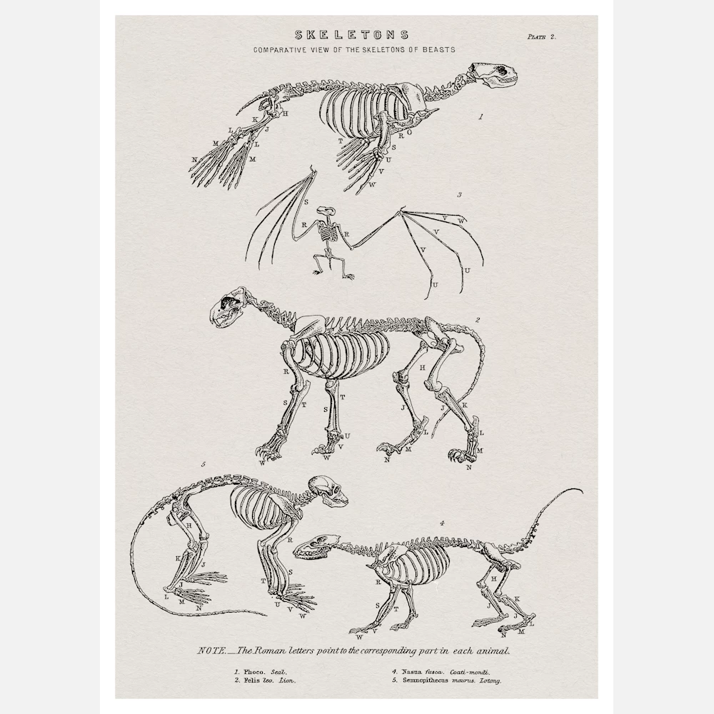 Skeletons of a Seal a Bat a Lion a Coatimundi and a Lotong Monkey Poster
