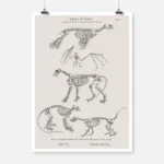 Skeletons of a Seal a Bat a Lion a Coatimundi and a Lotong Monkey Poster