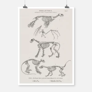Skeletons of a Seal a Bat a Lion a Coatimundi and a Lotong Monkey Poster