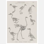 Skeletons of Eight Species of Bird Poster