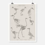 Skeletons of Eight Species of Bird Poster