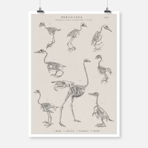 Skeletons of Eight Species of Bird Poster