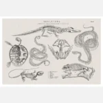 Skeletons of Various Reptiles Poster