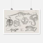 Skeletons of Various Reptiles Poster