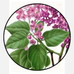 Syringa Vulgaris Var Aline Mocqueris Lilac Poster