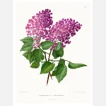 Syringa Vulgaris Var Aline Mocqueris Lilac Poster