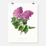 Syringa Vulgaris Var Aline Mocqueris Lilac Poster