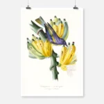 Tanager with Bananas Poster