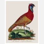 The Horned Indian Pheasant Poster