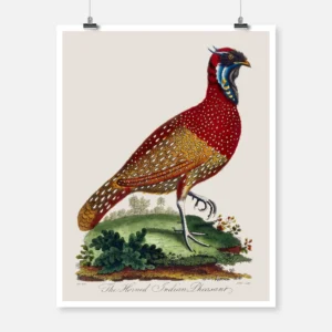 The Horned Indian Pheasant Poster