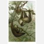 The Two Toed Sloth Poster