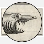 Three Small Toothed Whales Including a Guinea Porpoise Poster
