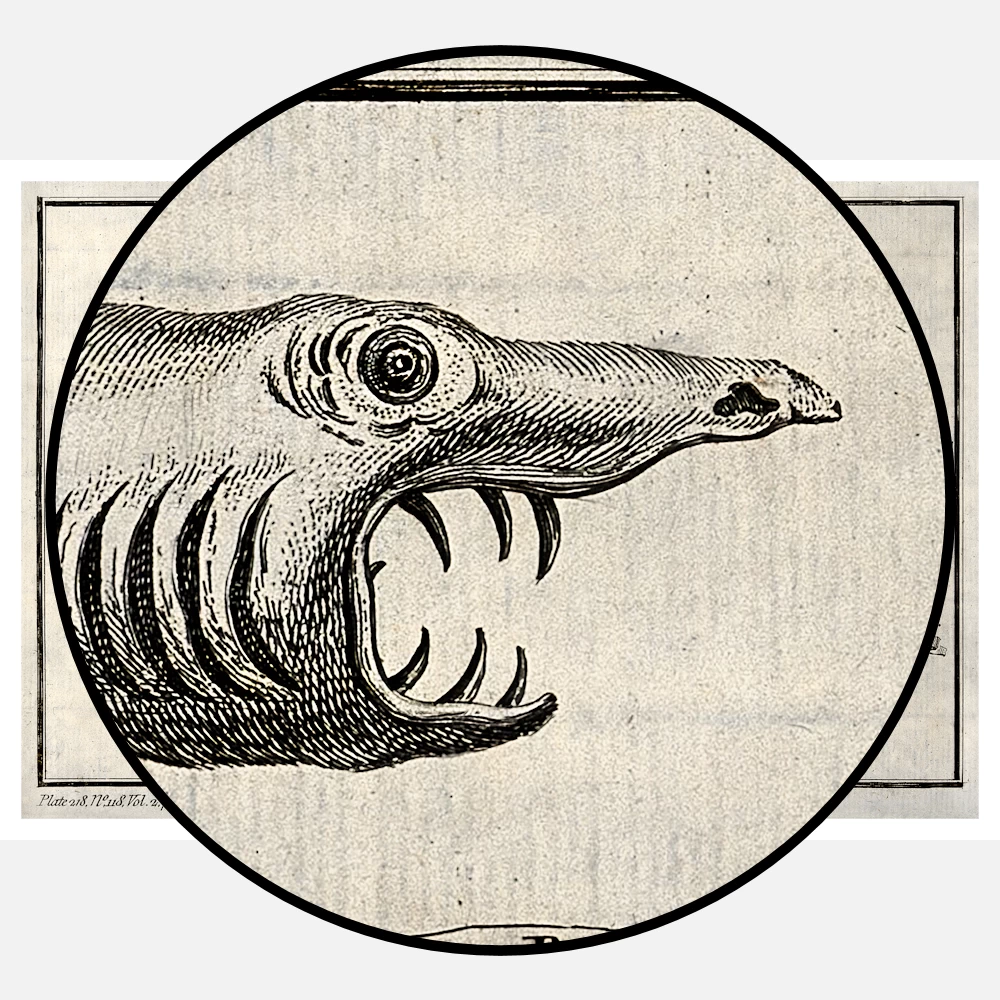 Three Small Toothed Whales Including a Guinea Porpoise Poster