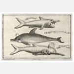 Three Small Toothed Whales Including a Guinea Porpoise Poster