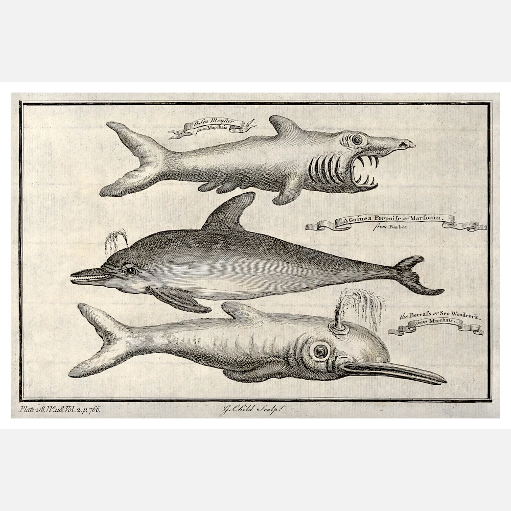Three Small Toothed Whales Including a Guinea Porpoise Poster