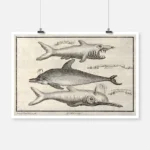 Three Small Toothed Whales Including a Guinea Porpoise Poster