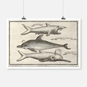 Three Small Toothed Whales Including a Guinea Porpoise Poster