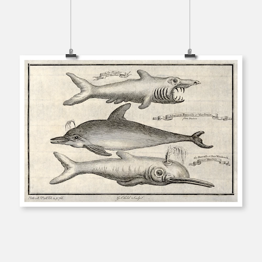 Three Small Toothed Whales Including a Guinea Porpoise Poster