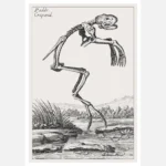 Toad Skeleton Poster