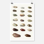 Twenty Tropical Shells Poster