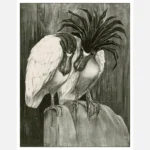 Two Boat Billed Herons Poster