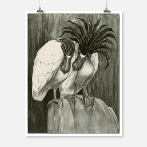 Two Boat Billed Herons Poster