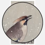 Waxwing on Snowy Branch Poster