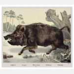 Wild Boar Poster