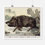 Wild Boar Poster