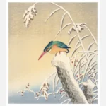 Winter Kingfisher Poster