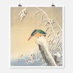 Winter Kingfisher Poster