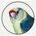 Barnard's Parakeet Parrot Poster