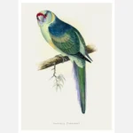 Barnard's Parakeet Parrot Poster