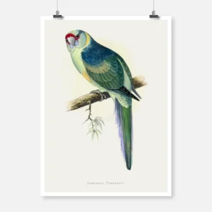 Barnard's Parakeet Parrot Poster