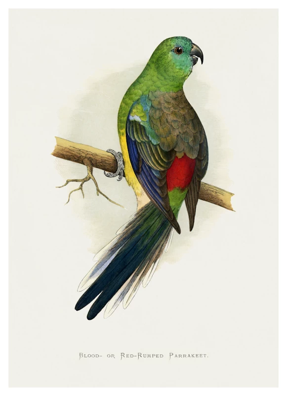 Blood or Red Rumped Parakeet Parrot Poster